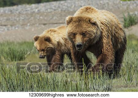 Stock Photograph - Alaskan coastal bear (ursus arctos), Lake Clark National Park; Alaska, United States of America. Fotosearch