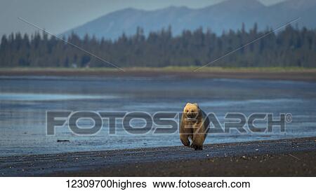 Stock Photograph - Alaskan coastal bear (ursus arctos) walking along the shoreline of a lake, Lake Clark National Park; Alaska, United States of America. Fotosearch