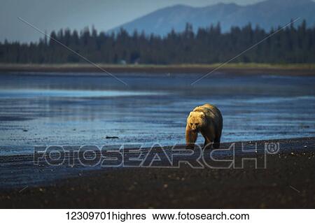 Alaskan coastal bear (ursus arctos) walking along the shoreline of a lake, Lake Clark National Park; Alaska, United States of America View Large Photo Image Stock Photograph - Alaskan coastal bear (ursus arctos) walking along the shoreline of a lake, Lake Clark National Park; Alaska, United States of America. Fotosearch