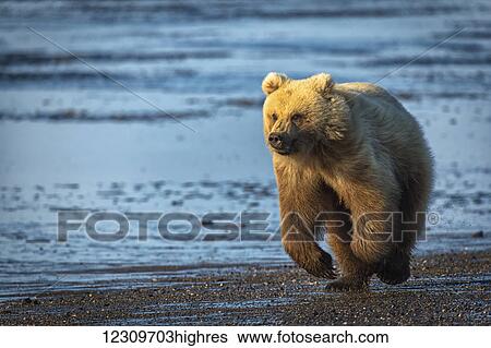 Alaskan coastal bear (ursus arctos) walking along the shoreline of a lake, Lake Clark National Park; Alaska, United States of America View Large Photo Image Stock Photograph - Alaskan coastal bear (ursus arctos) walking along the shoreline of a lake, Lake Clark National Park; Alaska, United States of America. Fotosearch