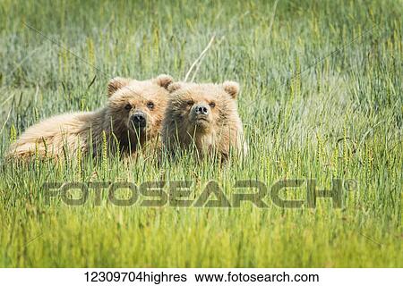 Stock Photograph - Alaskan coastal bear (ursus arctos) cubs sitting in the tall grass, Lake Clark National Park; Alaska, United States of America. Fotosearch