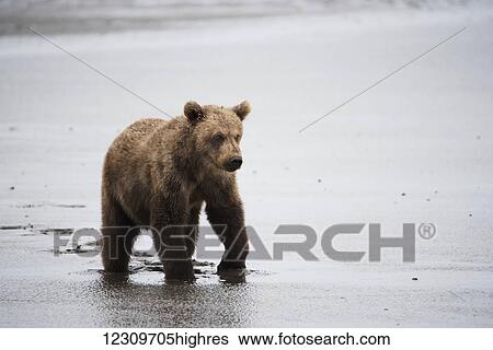 Stock Photograph - Alaskan Coastal bear (ursus arctos), Geographical Bay; Alaska, United States of America. Fotosearch