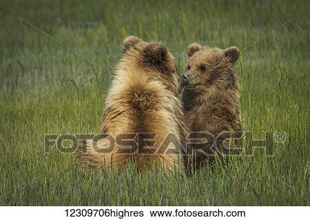 Stock Photograph - Alaskan Coastal bear (ursus arctos) cubs sitting together in a grass field, Lake Clark National Park; Alaska, United States of America. Fotosearch