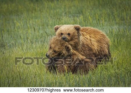 Stock Photograph - Alaskan Coastal bear (ursus arctos) cubs sitting together in a grass field, Lake Clark National Park; Alaska, United States of America. Fotosearch