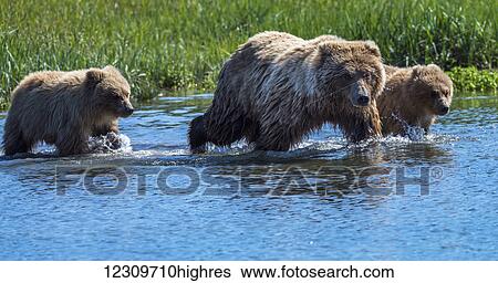 Stock Photograph - Alaskan coastal bear (ursus arctos), Lake Clark National Park; Alaska, United States of America. Fotosearch