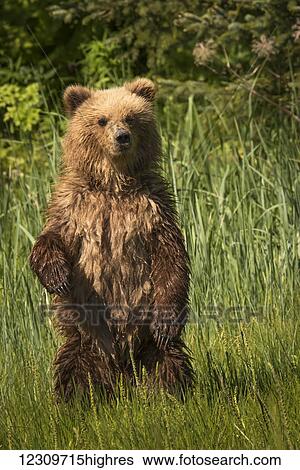Stock Photograph - Alaskan coastal bear (ursus arctos), wet and standing in a grass field, Lake Clark National Park; Alaska, United States of America. Fotosearch