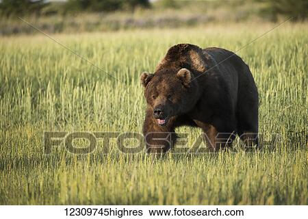 Stock Photograph - Alaskan coastal bear (ursus arctos), Lake Clark National Park; Alaska, United States of America. Fotosearch