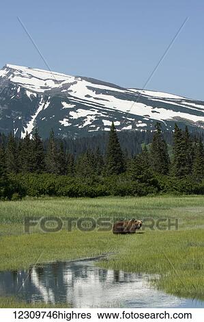 Alaskan coastal bear (ursus arctos), Lake Clark National Park; Alaska, United States of America View Large Photo Image Stock Photograph - Alaskan coastal bear (ursus arctos), Lake Clark National Park; Alaska, United States of America. Fotosearch
