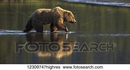 Alaskan coastal bear (ursus arctos), Lake Clark National Park; Alaska, United States of America View Large Photo Image Stock Photograph - Alaskan coastal bear (ursus arctos), Lake Clark National Park; Alaska, United States of America. Fotosearch