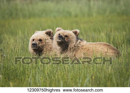 Alaskan coastal bear (ursus arctos) cubs in a grass field, Lake Clark National Park; Alaska, United States of America View Large Photo Image Stock Photograph - Alaskan coastal bear (ursus arctos) cubs in a grass field, Lake Clark National Park; Alaska, United States of America. Fotosearch