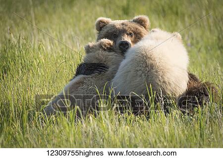 Stock Photograph - Alaskan coastal bear (ursus arctos) nursing her cubs, Lake Clark National Park; Alaska, United States of America. Fotosearch