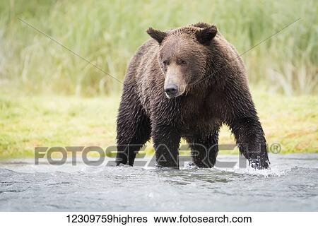 Stock Photograph - Alaskan coastal bear (ursus arctos) fishing, Geographical Bay; Alaska, United States of America. Fotosearch