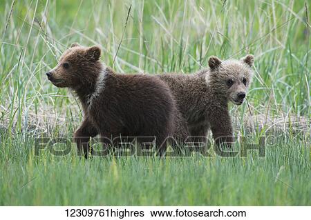 Stock Photograph - Alaskan coastal bear (ursus arctos) cubs in a field of tall grass, Lake Clark National Park; Alaska, United States of America. Fotosearch