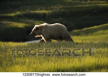 Stock Photograph - Alaskan coastal bear (ursus arctos) walking across a grass field, Lake Clark National Park; Alaska, United States of America. Fotosearch