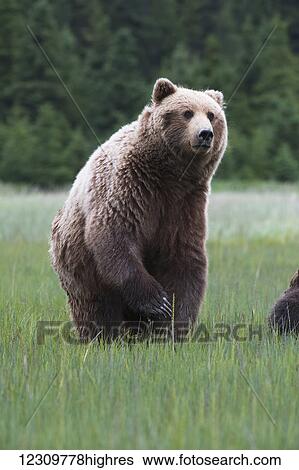 Alaskan coastal bear (ursus arctos) standing in a grass field, Lake Clark National Park; Alaska, United States of America View Large Photo Image Stock Photograph - Alaskan coastal bear (ursus arctos) standing in a grass field, Lake Clark National Park; Alaska, United States of America. Fotosearch