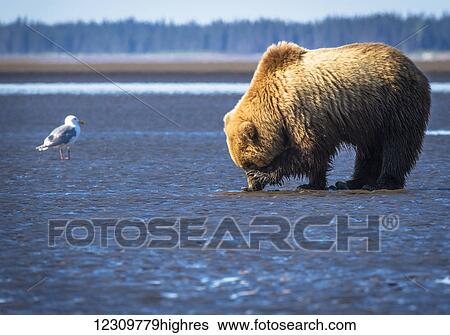 Stock Photograph - Alaskan coastal bear (ursus arctos) clamming, Lake Clark National Park; Alaska, United States of America. Fotosearch