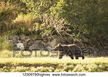 Alaskan coastal bear (ursus arctos), Geographical Bay; Alaska, United States of America View Large Photo Image Stock Photograph - Alaskan coastal bear (ursus arctos), Geographical Bay; Alaska, United States of America. Fotosearch