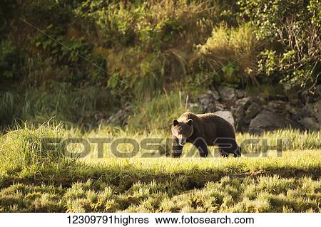 Stock Photograph - Alaskan coastal bear (ursus arctos), Geographical Bay; Alaska, United States of America. Fotosearch