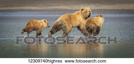 Stock Photograph - Alaskan coastal bears (ursus arctos) clamming in Lake Clark National Park; Alaska, United States of America. Fotosearch