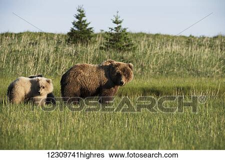 Alaskan coastal bears (ursus arctos), sow and cubs, standing in a grass field, Lake Clark National Park; Alaska, United States of America View Large Photo Image Stock Photograph - Alaskan coastal bears (ursus arctos), sow and cubs, standing in a grass field, Lake Clark National Park; Alaska, United States of America. Fotosearch