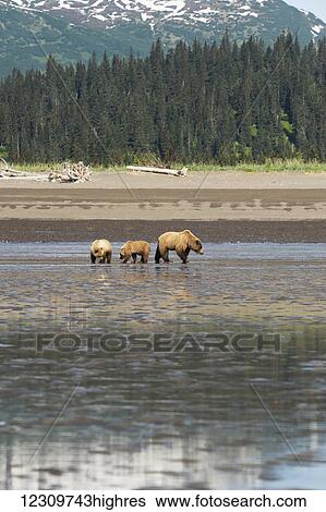 Alaskan coastal bears (ursus arctos) clamming, Lake Clark National Park; Alaska, United States of America View Large Photo Image Stock Photograph - Alaskan coastal bears (ursus arctos) clamming, Lake Clark National Park; Alaska, United States of America. Fotosearch