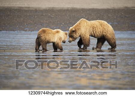 Stock Photograph - Alaskan coastal bears (ursus arctos) clamming, Lake Clark National Park; Alaska, United States of America. Fotosearch