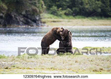 Stock Photograph - Alaskan coastal bears (ursus arctos) fighting, Geographical Bay; Alaska, United States of America. Fotosearch