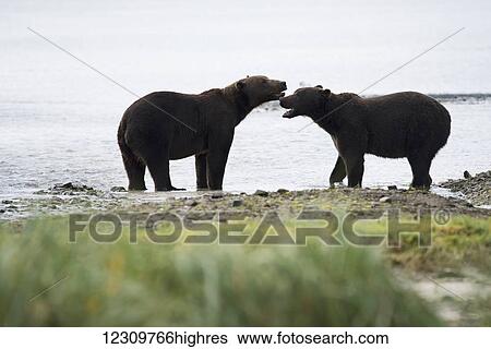 Stock Photograph - Alaskan coastal bears (ursus arctos) appearing to be talking to one another at the water's edge, Geographical Bay; Alaska, United States of America. Fotosearch