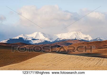 Alberta landscape with golden fields in the foothills and the Canadian Rockies in the distance; Alberta, Canada View Large Photo Image Stock Photograph - Alberta landscape with golden fields in the foothills and the Canadian Rockies in the distance; Alberta, Canada. Fotosearch