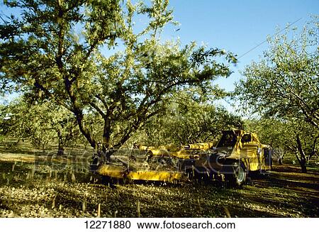 Stock Image - Almond harvest, tree shaker shaking almonds from the tree, near Newman; California, United States of America. Fotosearch
