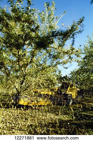 Stock Image - Almond harvest, tree shaker shaking almonds from the tree, near Newman; California, United States of America. Fotosearch