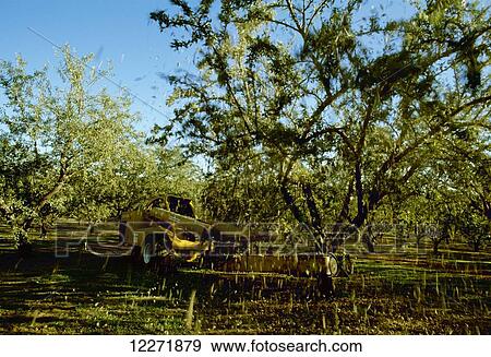 Almond harvest, tree shaker shaking almonds from the tree, near Newman; California, United States of America View Large Photo Image Stock Photo - Almond harvest, tree shaker shaking almonds from the tree, near Newman; California, United States of America. Fotosearch