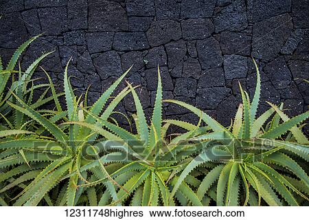 Stock Photograph - Aloe in front of a basalt rock wall; Lagoa, Sao Miguel, Azores, Portugal. Fotosearch