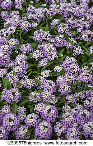 Alyssum flowers in retail greenhouse; Lancaster, Pennsylvania, United States of America View Large Photo Image Stock Photograph - Alyssum flowers in retail greenhouse; Lancaster, Pennsylvania, United States of America. Fotosearch