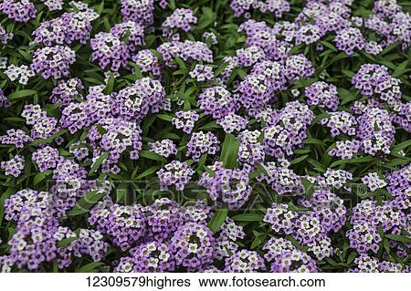 Alyssum flowers in retail greenhouse; Lancaster, Pennsylvania, United States of America View Large Photo Image Stock Photograph - Alyssum flowers in retail greenhouse; Lancaster, Pennsylvania, United States of America. Fotosearch