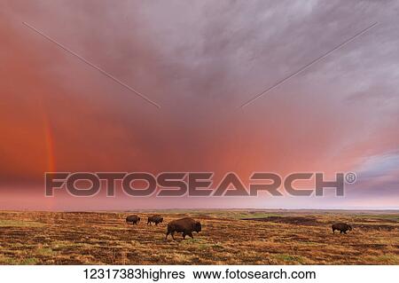 Stock Photograph - American bison (bison bison) and rainbow after the storm at Cross Ranch Preserve; North Dakota, United States of America. Fotosearch