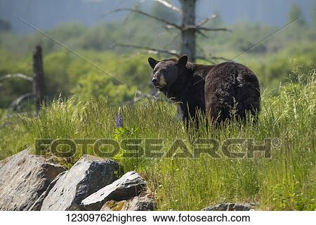 Stock Photograph - American black bear (Ursus americanus), rescued and at a wildlife refuge between Seward and Anchorage; Alaska, United States of America. Fotosearch