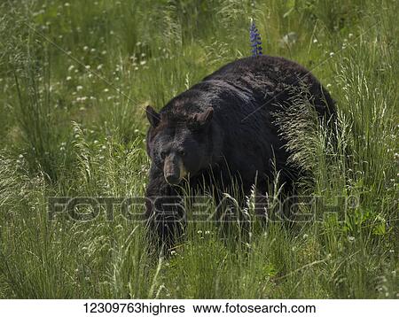 American black bear (Ursus americanus), rescued and at a wildlife refuge between Seward and Anchorage; Alaska, United States of America View Large Photo Image Stock Photograph - American black bear (Ursus americanus), rescued and at a wildlife refuge between Seward and Anchorage; Alaska, United States of America. Fotosearch