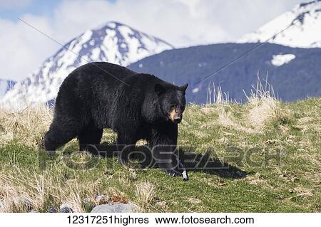Stock Photograph - American Black bear (ursus americanus) at the Alaska Wildlife Conservation Center, South-central Alaska; Portage, Alaska, United States of America. Fotosearch