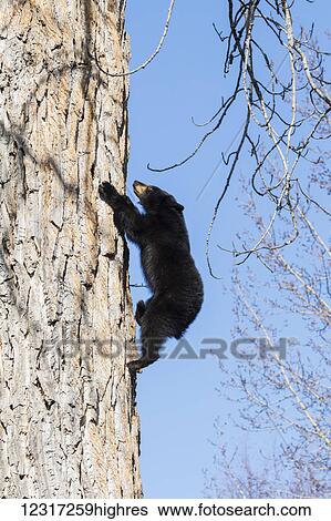 American black bear (ursus americanus) cub climbing a cottonwood tree to the top where it wintered and hibernated, South-central Alaska; Alaska, United States of America View Large Photo Image Stock Photograph - American black bear (ursus americanus) cub climbing a cottonwood tree to the top where it wintered and hibernated, South-central Alaska; Alaska, United States of America. Fotosearch