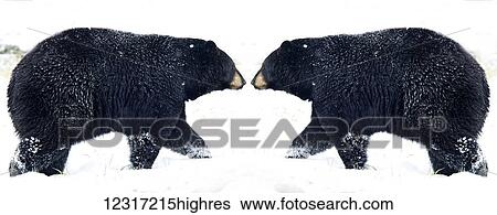 Stock Photograph - American Black bears (ursus americanus), nose to nose, Alaska Wildlife Conservation Center; Portage, Alaska, United States of America. Fotosearch