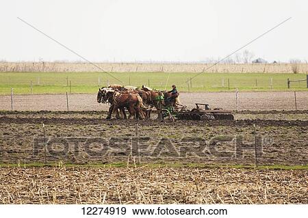 Amish boy plowing a field with horses, near Hazelton; Iowa, United States of America View Large Photo Image Stock Photo - Amish boy plowing a field with horses, near Hazelton; Iowa, United States of America. Fotosearch