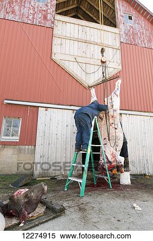 Amish man butchering a cow, near Hazelton; Iowa, United States of America View Large Photo Image Stock Photography - Amish man butchering a cow, near Hazelton; Iowa, United States of America. Fotosearch