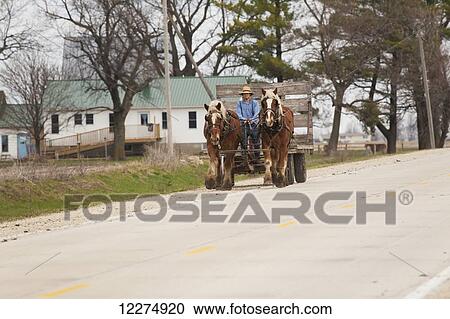 Stock Image - Amish man driving a wagon pulled by horses, near Hazelton; Iowa, United States of America. Fotosearch