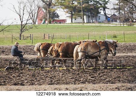 Amish man plowing a field with horses, near Hazelton; Iowa, United States of America View Large Photo Image Stock Photo - Amish man plowing a field with horses, near Hazelton; Iowa, United States of America. Fotosearch