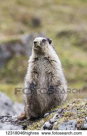 An adult marmot (marmota) is on the alert as a Golden eagle is seen flying above, Hatcher Pass area near Palmer, South-central Alaska; Alaska, United States of America View Large Photo Image Stock Photograph - An adult marmot (marmota) is on the alert as a Golden eagle is seen flying above, Hatcher Pass area near Palmer, South-central Alaska; Alaska, United States of America. Fotosearch