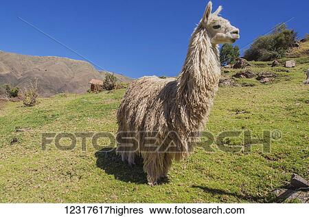 Stock Photograph - An alpaca (Vicugna pacos) on a hillside in the foothills of the Andes Mountains near Cusco; Peru. Fotosearch