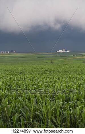 An approaching storm over a corn field near Strawberry Point; Iowa, United States of America View Large Photo Image Stock Photo - An approaching storm over a corn field near Strawberry Point; Iowa, United States of America. Fotosearch