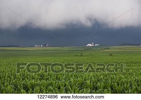 An approaching storm over a corn field near Strawberry Point; Iowa, United States of America View Large Photo Image Stock Photograph - An approaching storm over a corn field near Strawberry Point; Iowa, United States of America. Fotosearch