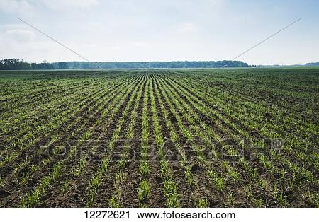 Stock Image - An early growth wheat field, near Anola; Manitoba, Canada. Fotosearch